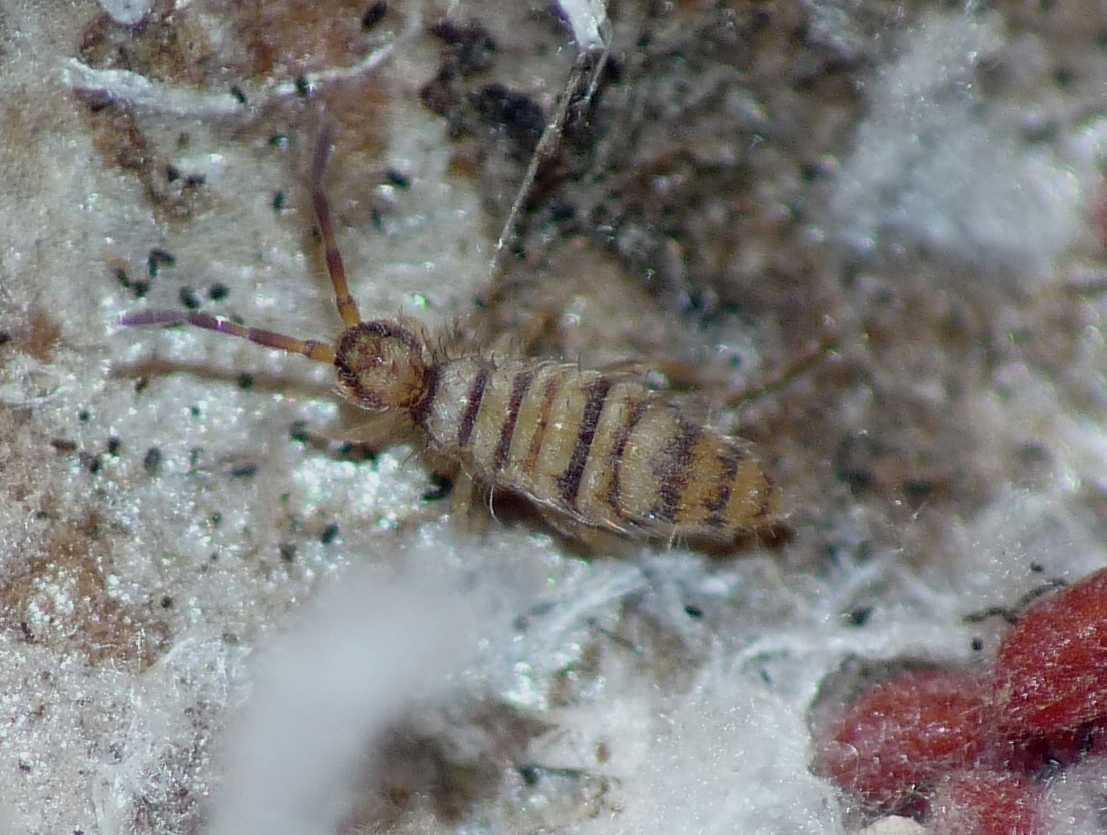 Collemboli striati (Entomobrya cfr multifasciata)